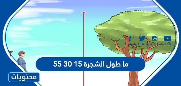 ما طول الشجرة 15 30 55