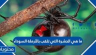 ما هي الحشرة التي تلقب بالأرملة السوداء