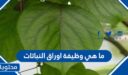 ما هي وظيفة اوراق النباتات