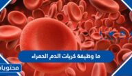 ما وظيفة كريات الدم الحمراء والبيضاء في الجسم