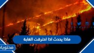 ماذا يحدث اذا احترقت الغابة