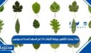 ماذا يحدث للثغور ورقة النبات اذا لم اسقه لمدة اسبوعين