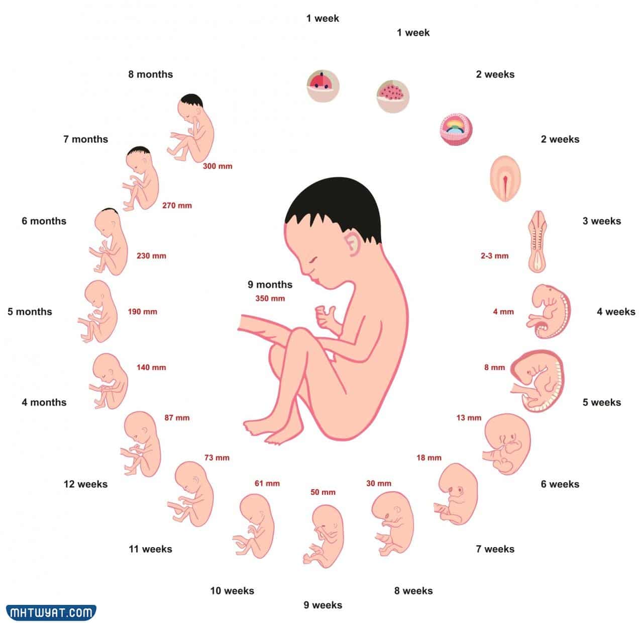 مراحل نمو الجنين بالاسابيع