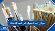 من اين يتم الحصول على شعر الفرشاة