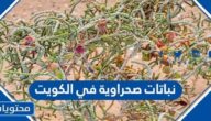 نباتات صحراوية في الكويت