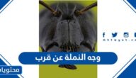 وجه النملة عن قرب