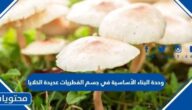 وحدة البناء الأساسية في جسم الفطريات عديدة الخلايا
