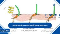 يتسبب وجود هرمون الأكسين auxin في الأغصان الجانبية في تثبيط إنتاجه في القمة النامية ومن ثم عدم نموها، مما يحد من استطالة النبات.