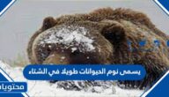 يسمى نوم الحيوانات طويلا في الشتاء