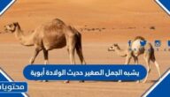 يشبه الجمل الصغير حديث الولادة أبوية