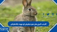 الارنب البري هل هو منقرض او مهدد بالانقراض