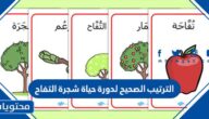 الترتيب الصحيح لدورة حياة شجرة التفاح