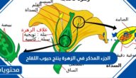 الجزء المذكر في الزهرة ينتج حبوب اللقاح