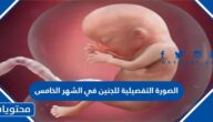 الصورة التفصيلية للجنين في الشهر الخامس