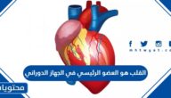 القلب هو العضو الرئيسي في الجهاز الدوراني