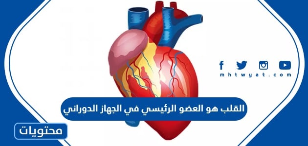 القلب هو العضو الرئيسي في الجهاز الدوراني