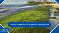 المنتجات هي مخلوقات حية تصنع غذائها بنفسها مستخدمة طاقة الشمس مثل النباتات