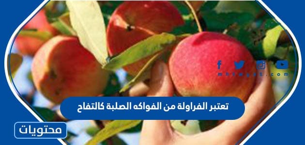 تعتبر الفراولة من الفواكه الصلبة كالتفاح