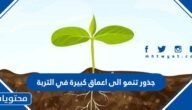 جذور تنمو الى اعماق كبيرة في التربة