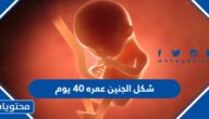 شكل الجنين عمره 40 يوم