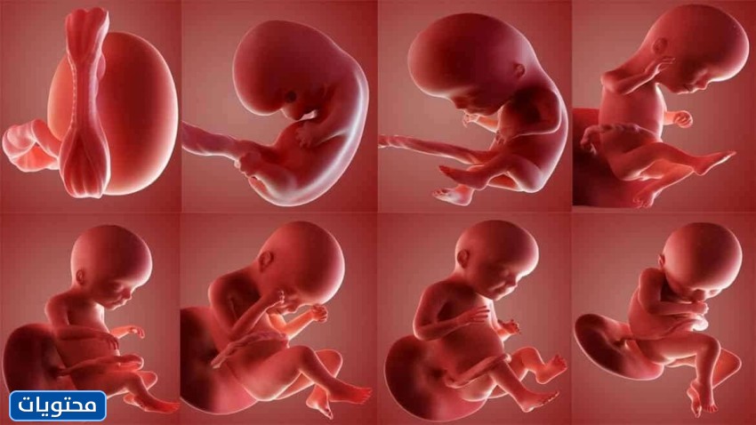 شكل الجنين في الأسبوع السادس من الحمل
