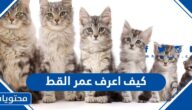 كيف اعرف عمر القط من عدد اسنانه