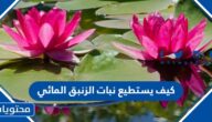 كيف يستطيع نبات الزنبق المائي