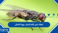 لماذا خص الله الذباب بهذا المثل