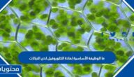 ما الوظيفة الأساسية لمادة الكلوروفيل لدى النباتات