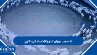 ما سبب دوران الحيوانات بشكل دائري