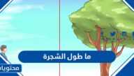 ما طول الشجرة
