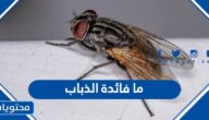 ما فائدة الذباب