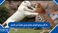 ما كان يزعج الوعل وهو يجري هارباً من النمر