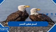 ما هو اسم صغير النسر