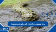 يرقة نوبليوس nauplius طور يظهر في مجموعة