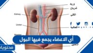 أي الاعضاء يجمع فيها البول
