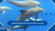الذي دعى كائنات البحر إلى الاجتماع هو الدلفين.