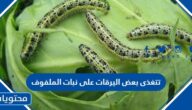 تتغذى بعض اليرقات على نبات الملفوف