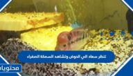 تنظر سعاد الي الحوض وتشاهد السمكة الصفراء