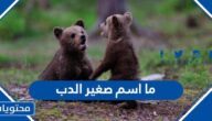 ما اسم صغير الدب