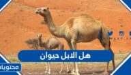 هل الابل حيوان