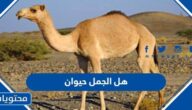 هل الجمل حيوان اليف ام متوحش
