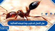 هل النمل له حليب وما قيمته الغذائية