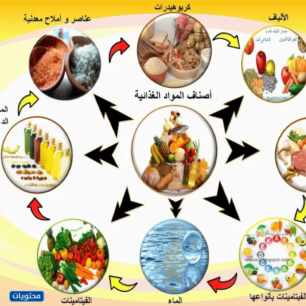 خريطة مفاهيم العناصر الغذائية