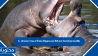حل سؤال C. Choose True or False Hippos are fat and have big mouths