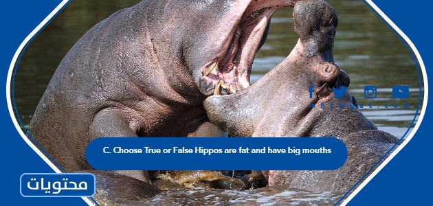 حل سؤال C. Choose True or False Hippos are fat and have big mouths