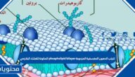 تترتب الدهون المفسفرة المزدوجة phospholipid bilayer المكونة للغشاء البلازمي في الخلية النباتية بطريقة تُشكل فيها حاجزًا سطحه غير قطبي وأوسطه قطبي، لذلك لا تمر المواد الذائبة في الماء بسهولة عبر الغشاء البلازمي.