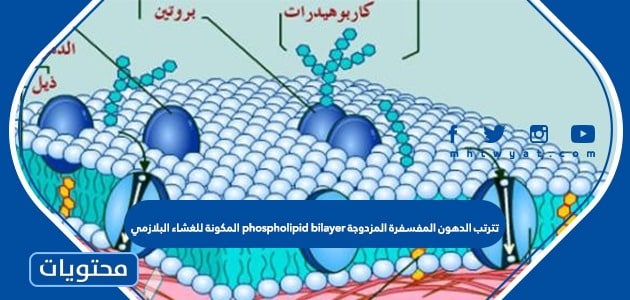 تترتب الدهون المفسفرة المزدوجة phospholipid bilayer المكونة للغشاء البلازمي في الخلية النباتية بطريقة تُشكل فيها حاجزًا سطحه غير قطبي وأوسطه قطبي، لذلك لا تمر المواد الذائبة في الماء بسهولة عبر الغشاء البلازمي.