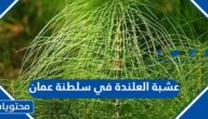 اين توجد عشبة العلندة في سلطنة عمان وما هي فوائدها