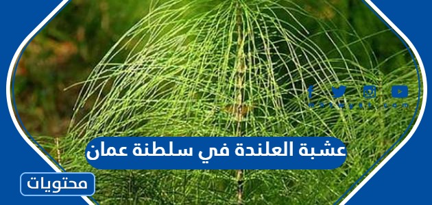 اين توجد عشبة العلندة في سلطنة عمان وما هي فوائدها
